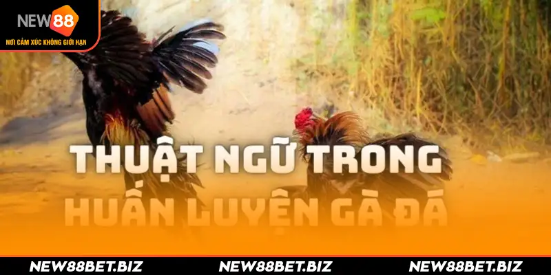 Những thuật ngữ điển hình trong huấn luyện gà chọi