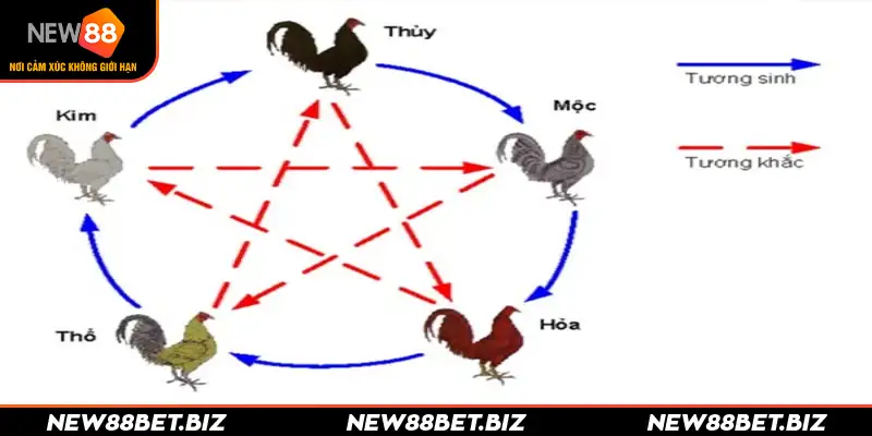 Bí kíp xem ngày đá gà dựa theo ngũ hành