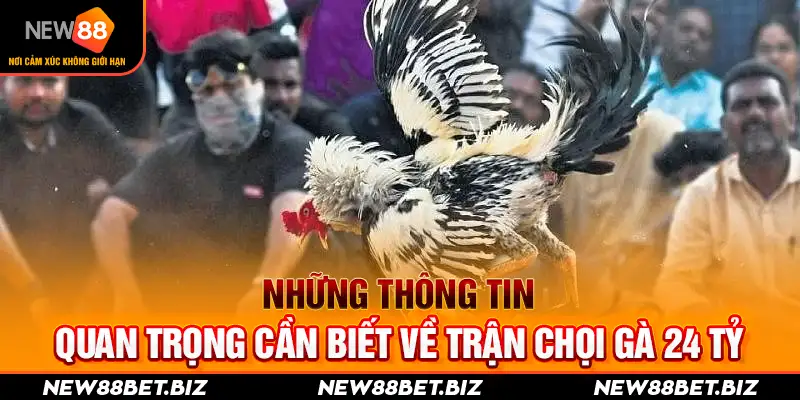 Những thông tin quan trọng cần biết về trận chọi gà 24 tỷ