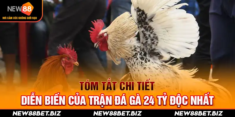 Tóm tắt chi tiết diễn biến của trận đá gà 24 tỷ độc nhất